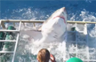 Great White Shark thrashed into a Cage - and A diver was inside